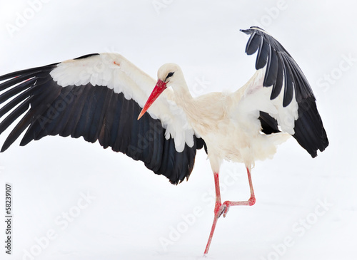 Beautiful stork on snow