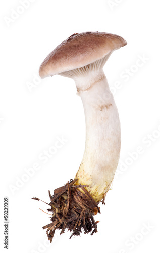 slimy spike-cap isolated on white photo