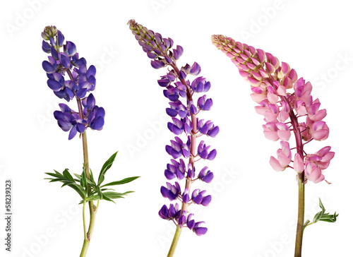 set of lupine flowers isolated on white photo