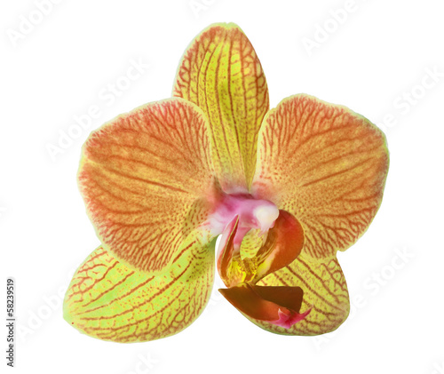 Fototapeta Naklejka Na Ścianę i Meble -  single orange and yellow orchid flower