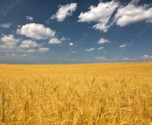 golden wheat field under clouds