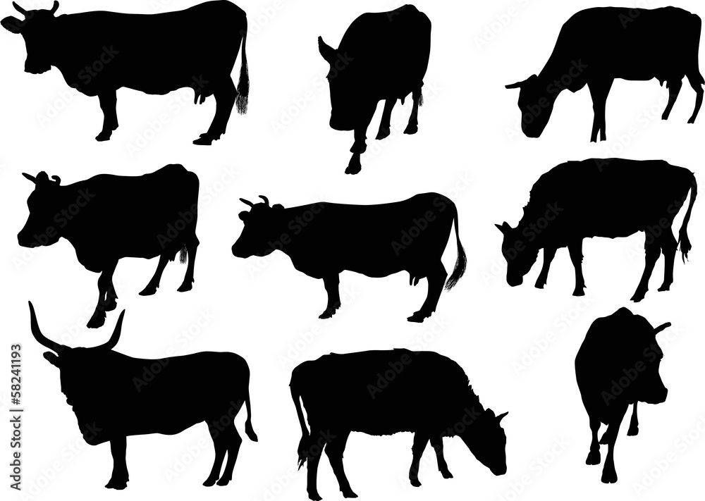 nine cows silhouettes isolated on white