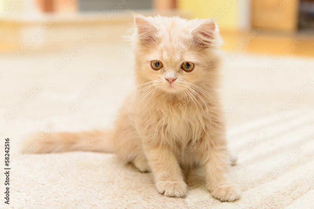 little Persian kitten little Persian kitten