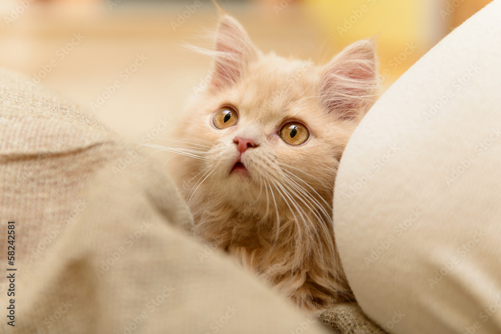 fluffy Persian kitten