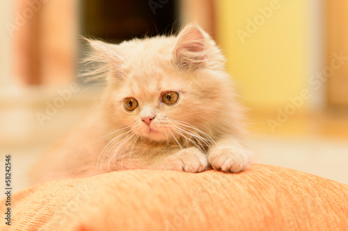 fluffy Persian kitten