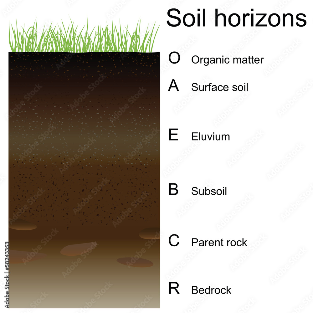 Vector illustration of soil horizons (layers) Stock Vector | Adobe Stock