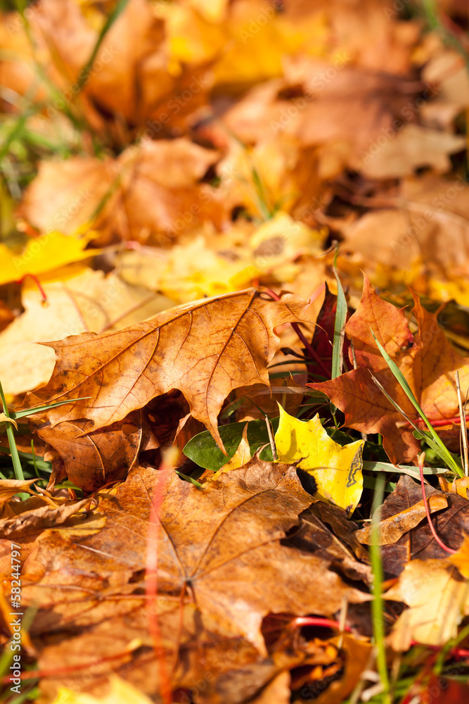 autumn leaves
