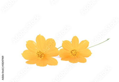 marigold flower on white background photo