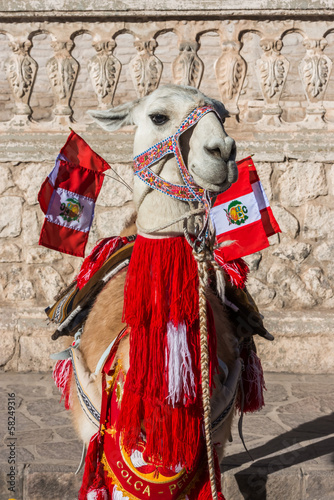 Llama with peruvian flags Arequipa Peru photo