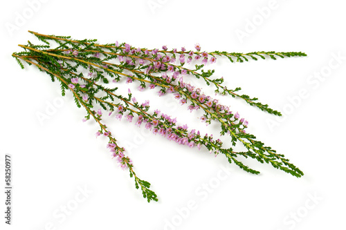 heather isolated on white backrgound