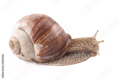 Snail (Helix pomatia) on a white background