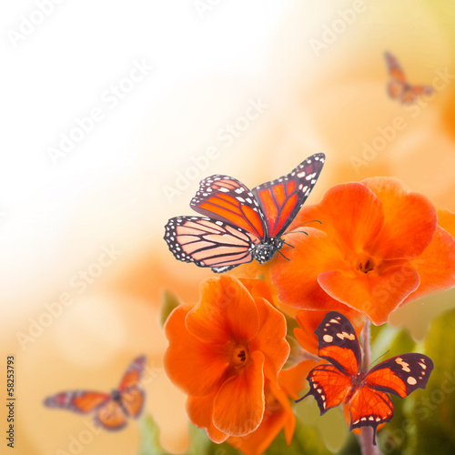 Yellow flowers and butterfly, a spring primrose