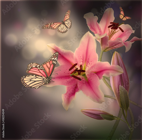 Multi-colored lilies on a dark background