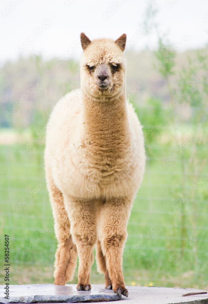 alpaca portrait