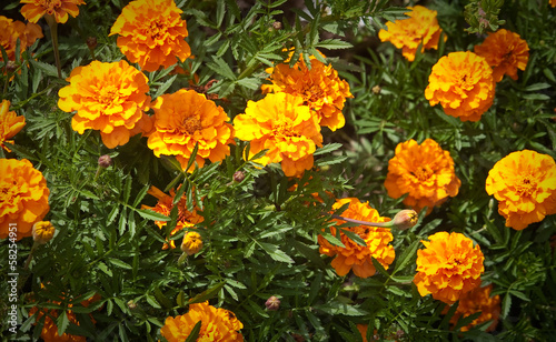 Blooming flowers Marigolds (Tagetes) © Nikolai Korzhov