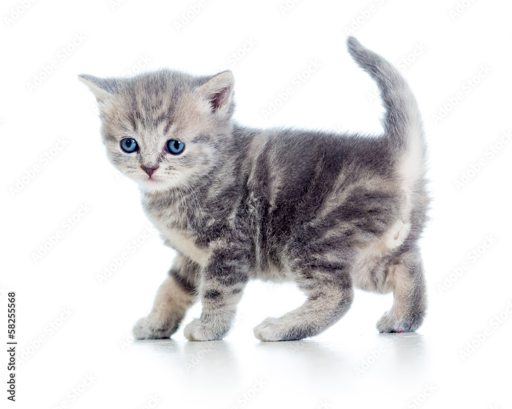 funny walking kitten isolated on white