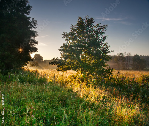 Sunrise over foggy meadow