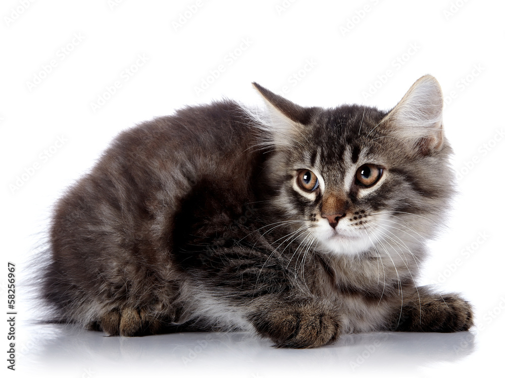 Fluffy scared cat on a white background. Fluffy scared cat on a white background.