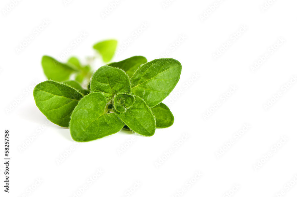 Oregano Oregano