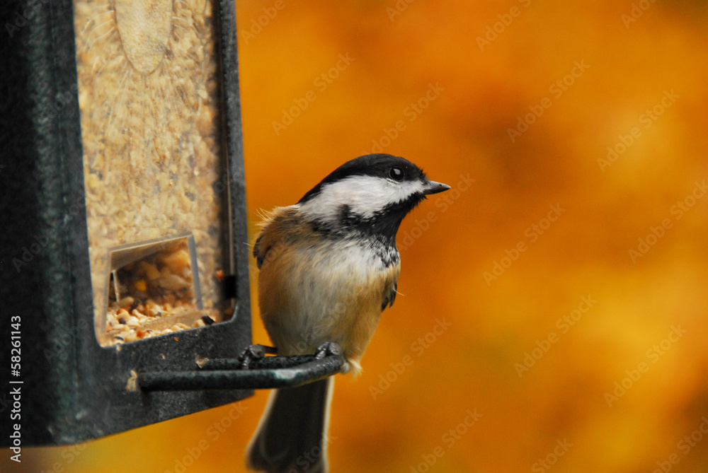 Naklejka premium Black-Capped Chickadee against Fall Foliage