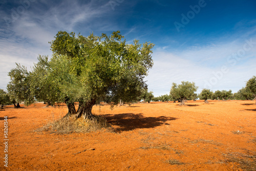 Olive fields