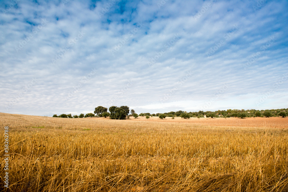 Obraz premium Spanish agriculture