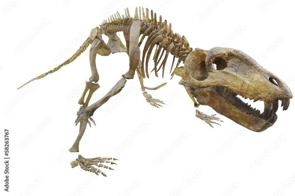 Fototapeta premium szkielet dinozaura