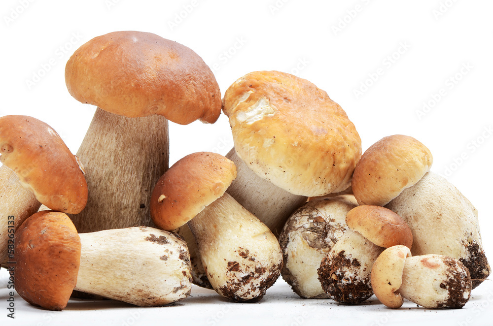 The boletus edulis isolated on white The boletus edulis isolated on white