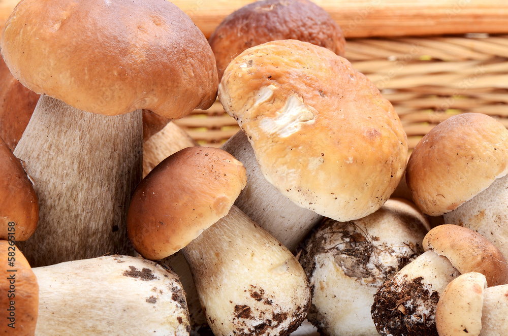 The raw boletus edulis a background The raw boletus edulis a background
