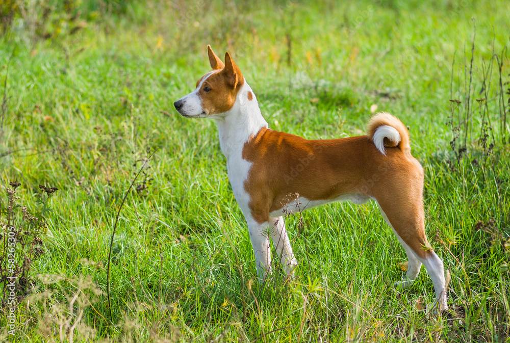 Cute Basenji dog - troop leader in the wild autumnal grass. Cute Basenji dog - troop leader in the wild autumnal grass.