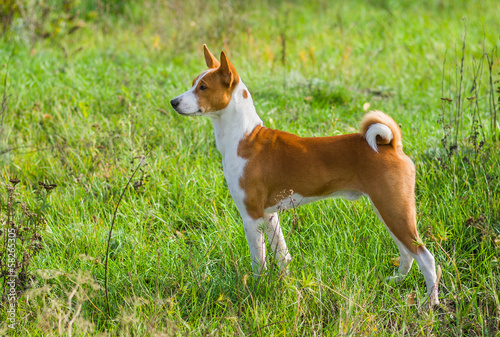 Cute Basenji dog - troop leader in the wild autumnal grass.
