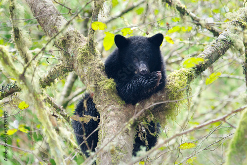 Black Bear Mother Cub in a Tree, British Columbia, Canada