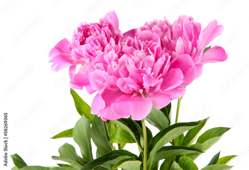 Beautiful peonies isolated on white Beautiful peonies isolated on white