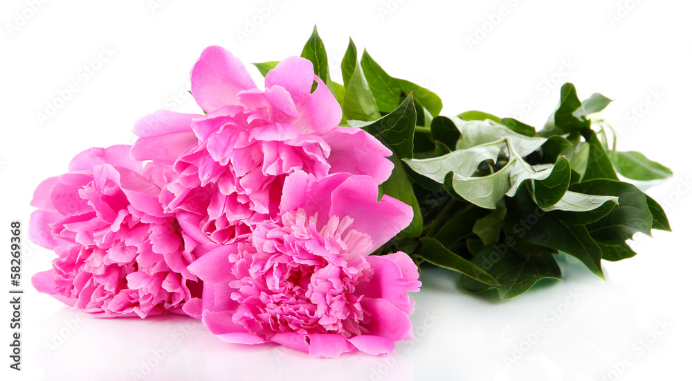 Fototapeta premium Beautiful peonies isolated on white