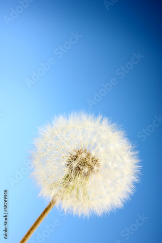 Beautiful dandelion with seeds on blue background