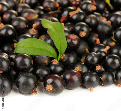 Black currant isolated on white