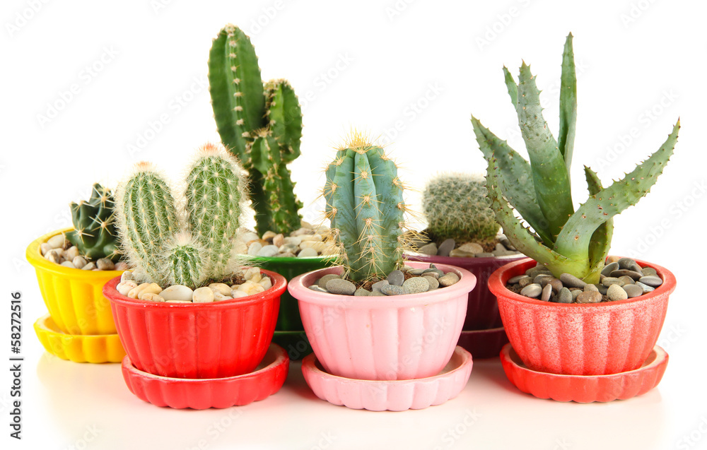 Cactuses in flowerpots, isolated on white Cactuses in flowerpots, isolated on white