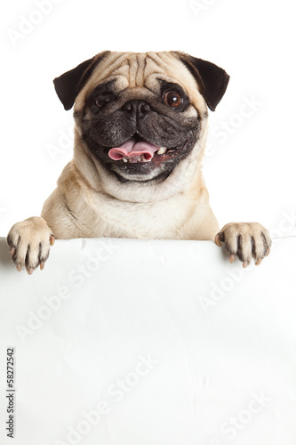 pug dog with bunner isolated on white background. design