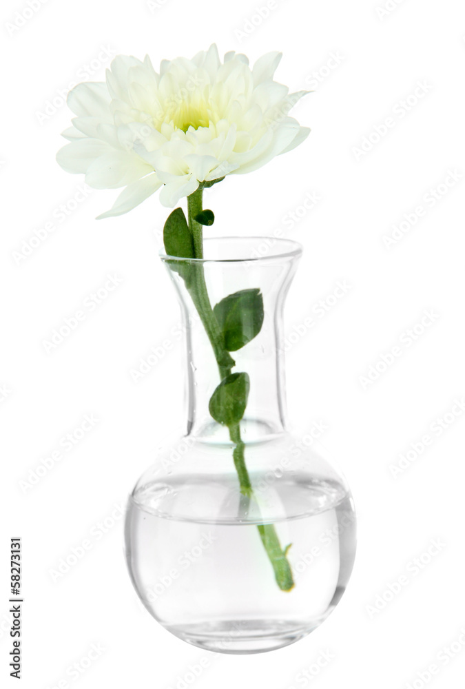 Flower in test-tube isolated on white Flower in test-tube isolated on white