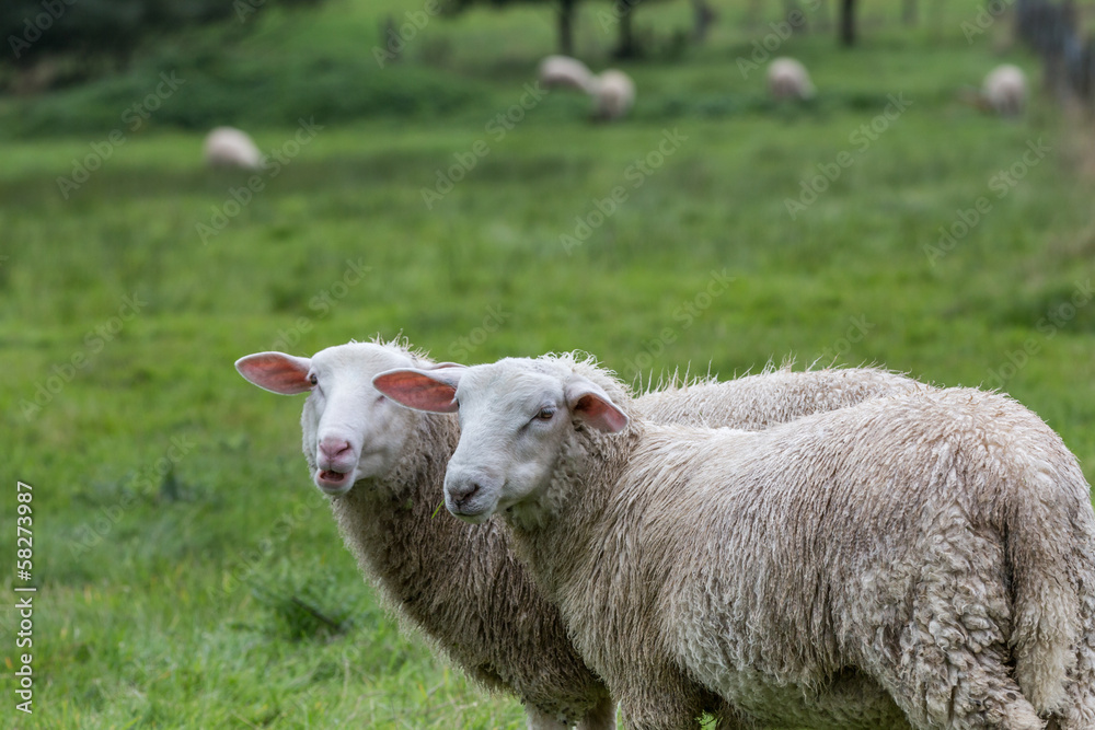 sheep on a meadow