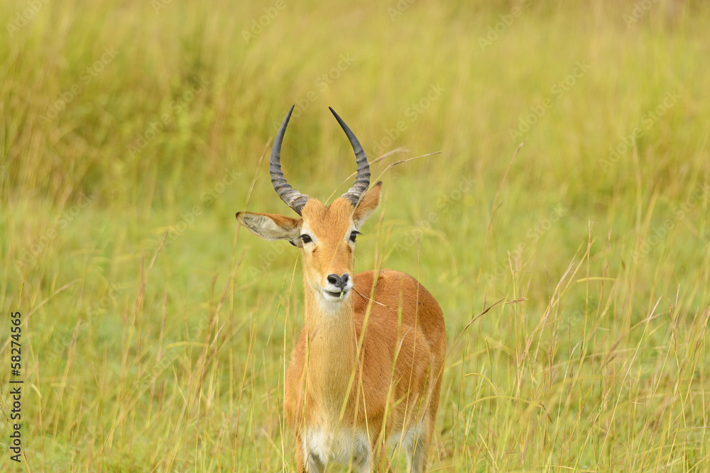 Uganda Kob in the Savannah