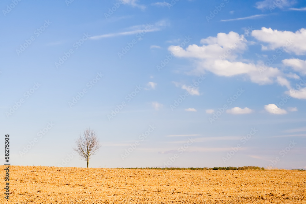 Obraz premium plowed field in sunset light
