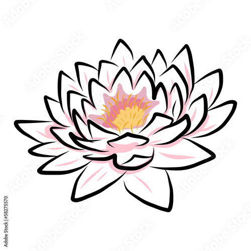 hand drawing water lily  lotus  flower