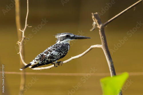 Pied Kingfisher (Ceryle rudis) catch on the branch photo