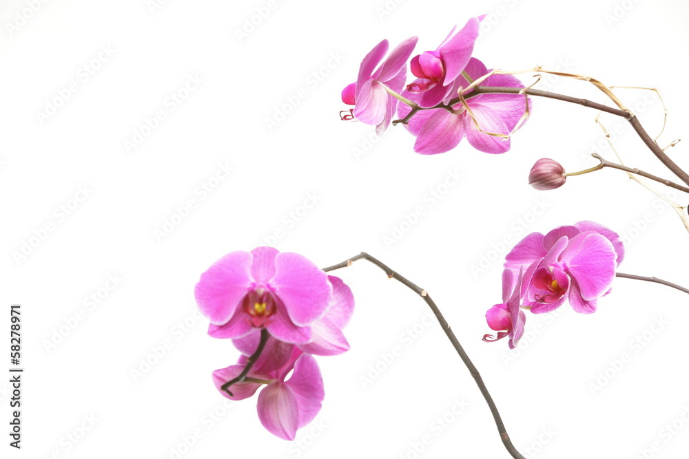 Phalaenopsis. Purple orchid on white background Phalaenopsis. Purple orchid on white background