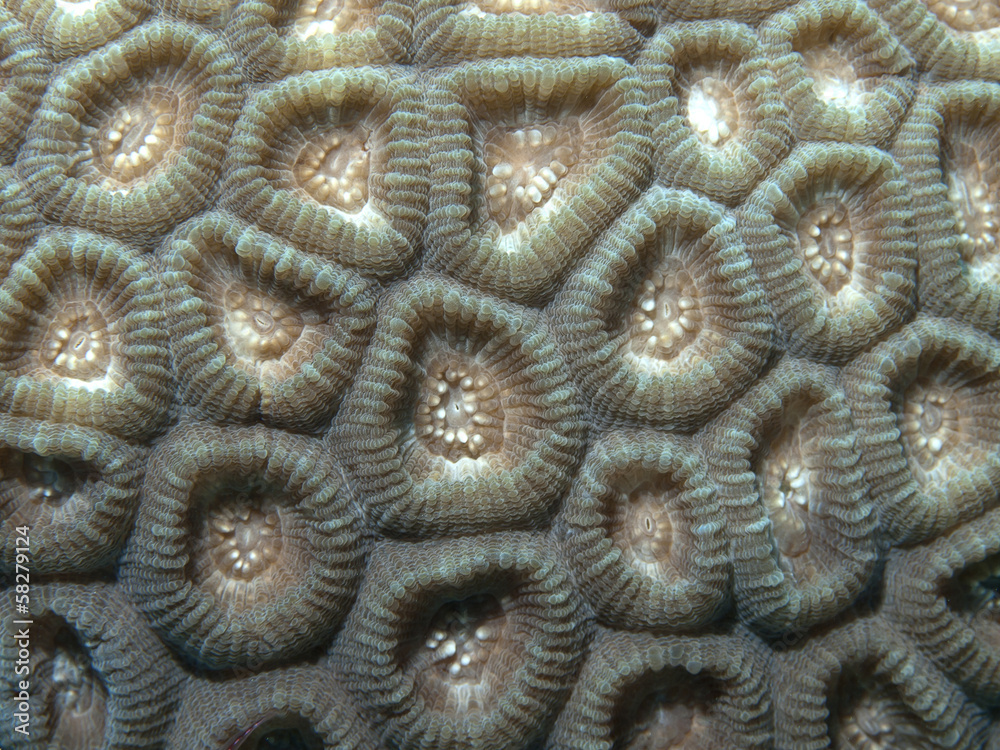 Coral texture Coral texture