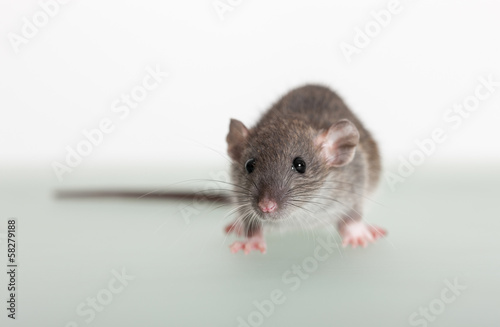 small baby rat