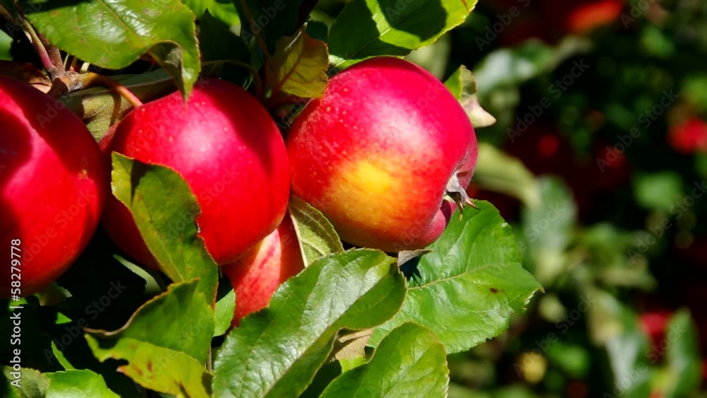 Apfel am Baum vid 06