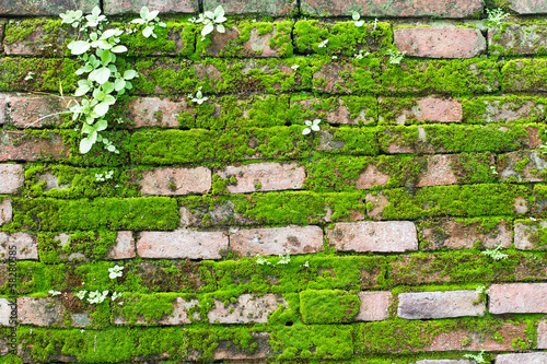Old concrete Brick Wall with Moss