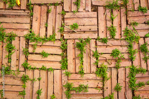 Plant little tree on old red bricks wall background